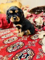 James Bond, a male Cavalier King Charles Spaniel for sale in Greenville, SC – Photo 8 of 8
