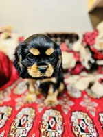 James Bond, a male Cavalier King Charles Spaniel for sale in Greenville, SC – Photo 1 of 8