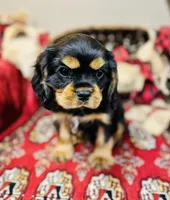 James Bond, a male Cavalier King Charles Spaniel for sale in Greenville, SC – Photo 4 of 8