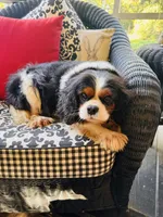 Tallulah, a female Cavalier King Charles Spaniel for sale in Greenville, SC – 1 of 10