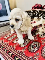 Scout, a male Cocker Spaniel for sale in Greenville, SC – 3 of 8