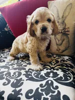 Joe, a male Cocker Spaniel for sale in Greenville, SC – 3 of 8