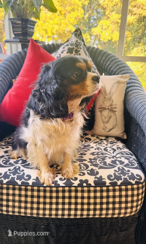 Lucy – Cavalier King Charles Spaniel puppy for sale in Greenville, SC