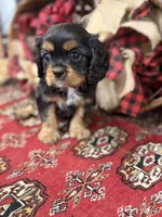 Paul McCartney , a male Cavalier King Charles Spaniel for sale in Greenville, SC – Photo 3 of 7