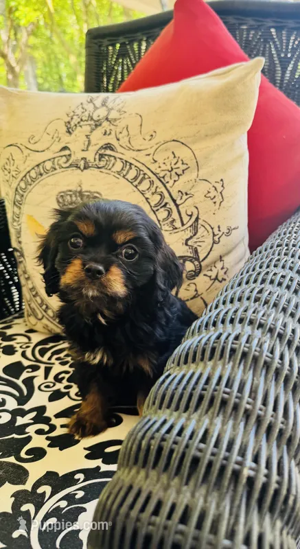 Paul McCartney  – Cavalier King Charles Spaniel puppy for sale in Greenville, SC