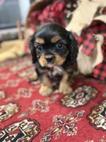 Paul McCartney , a male Cavalier King Charles Spaniel for sale in Greenville, SC – Photo 2 of 7