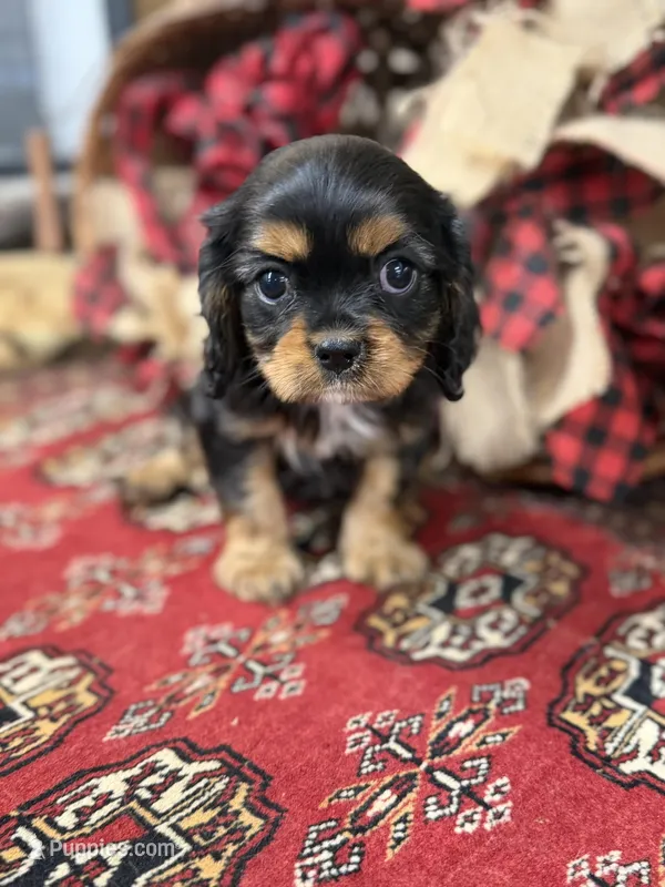 Paul McCartney  – Cavalier King Charles Spaniel puppy for sale in Greenville, SC