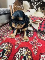 Seth, a male English Toy Spaniel for sale in Greenville, SC – 3 of 10