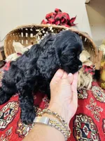 Memphis, a male Cocker Spaniel for sale in Greenville, SC – 4 of 8
