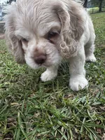 Jack, a male Cocker Spaniel for sale in Greenville, SC – 6 of 8