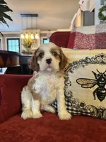 Henessey, a male Cavalier King Charles Spaniel for sale in Greenville, SC – 7 of 10