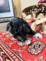 Sultan, a male Cocker Spaniel for sale in Greenville, SC – 6 of 8