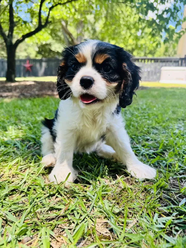 Hope – Cavalier King Charles Spaniel puppy for sale in Greenville, SC