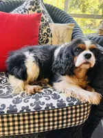Tallulah, a female Cavalier King Charles Spaniel for sale in Greenville, SC – 3 of 10