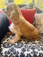Heidi , a female Cocker Spaniel for sale in Greenville, SC – 2 of 9