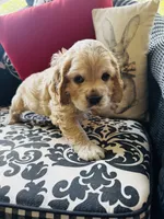 Joe, a male Cocker Spaniel for sale in Greenville, SC – 4 of 8