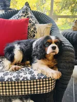 Tallulah, a female Cavalier King Charles Spaniel for sale in Greenville, SC – 6 of 10