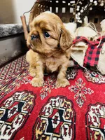 Serafina , a male English Toy Spaniel for sale in Greenville, SC – 8 of 10