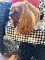 Gigi, a female Cavalier King Charles Spaniel for sale in Greenville, SC – 2 of 8