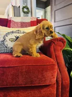Shaun, a male Cavalier King Charles Spaniel for sale in Greenville, SC – 9 of 10