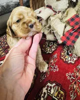 Delilah, a female Cocker Spaniel for sale in Greenville, SC – 3 of 8