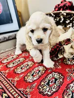 Scout, a male Cocker Spaniel for sale in Greenville, SC – 5 of 8