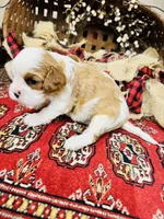 Henessey, a male Cavalier King Charles Spaniel for sale in Greenville, SC – 7 of 8