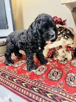 Lennox, a male Cocker Spaniel for sale in Greenville, SC – 2 of 8