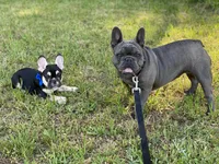 Bijou, a female French Bulldog for sale in Greenville, SC – Photo 3 of 8