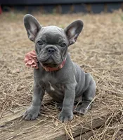 Bijou, a female French Bulldog for sale in Greenville, SC – Photo 5 of 8