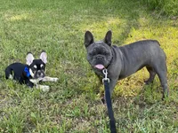 Bijou, a female French Bulldog for sale in Greenville, SC – Photo 2 of 8