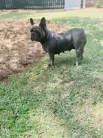 Bijou, a female French Bulldog for sale in Greenville, SC – Photo 8 of 8