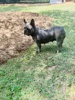 Bijou, a female French Bulldog for sale in Greenville, SC – Photo 7 of 8