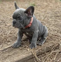 Bijou, a female French Bulldog for sale in Greenville, SC – Photo 4 of 8