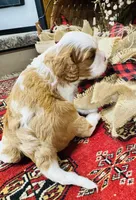 Phoenix, a male Cavalier King Charles Spaniel for sale in Greenville, SC – 8 of 10