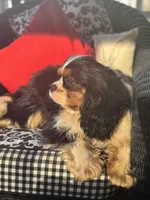 Louie, a male Cavalier King Charles Spaniel for sale in Greenville, SC – Photo 5 of 5