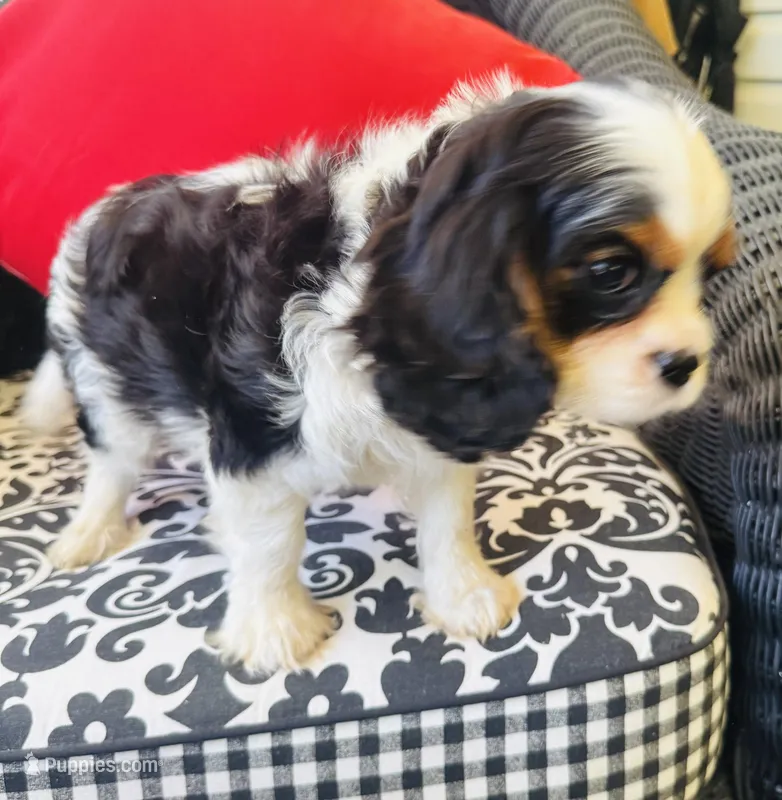 Louie – Cavalier King Charles Spaniel puppy for sale in Greenville, SC