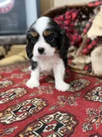 Louie, a male Cavalier King Charles Spaniel for sale in Greenville, SC – Photo 1 of 5