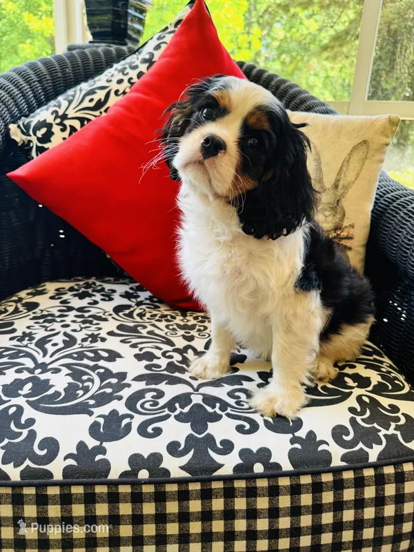 Louie – Cavalier King Charles Spaniel puppy for sale in Greenville, SC
