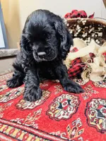 Memphis, a male Cocker Spaniel for sale in Greenville, SC – 8 of 8