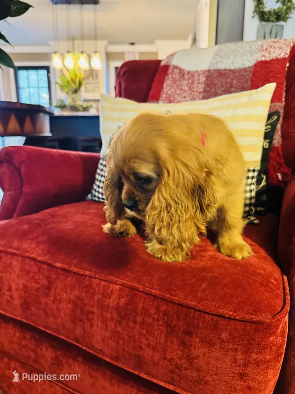 Shaun – Cavalier King Charles Spaniel puppy for sale in Greenville, SC