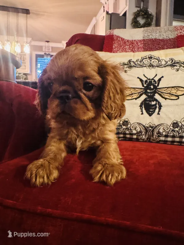 Serafina  – English Toy Spaniel puppy for sale in Greenville, SC