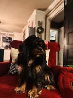 Ingrid , a female Cavalier King Charles Spaniel for sale in Greenville, SC – 3 of 10