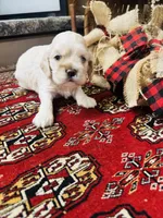 Doug, a male Cocker Spaniel for sale in Greenville, SC – 7 of 8