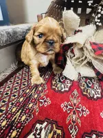 Silas , a male English Toy Spaniel for sale in Greenville, SC – 5 of 10