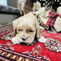 Daniel, a male Cocker Spaniel for sale in Greenville, SC – 4 of 8