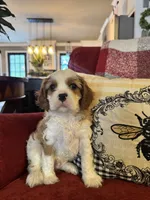 Henessey, a male Cavalier King Charles Spaniel for sale in Greenville, SC – 3 of 10