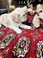 Joe, a male Cocker Spaniel for sale in Greenville, SC – 7 of 8