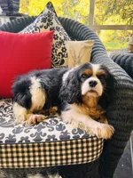 Tallulah, a female Cavalier King Charles Spaniel for sale in Greenville, SC – 8 of 10