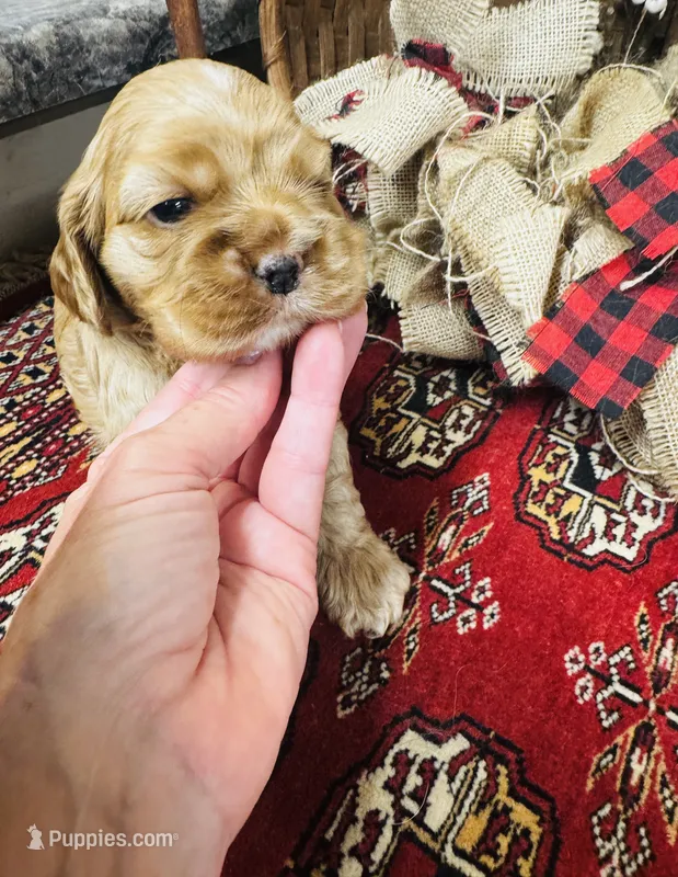 Delilah – Cocker Spaniel puppy for sale in Greenville, SC